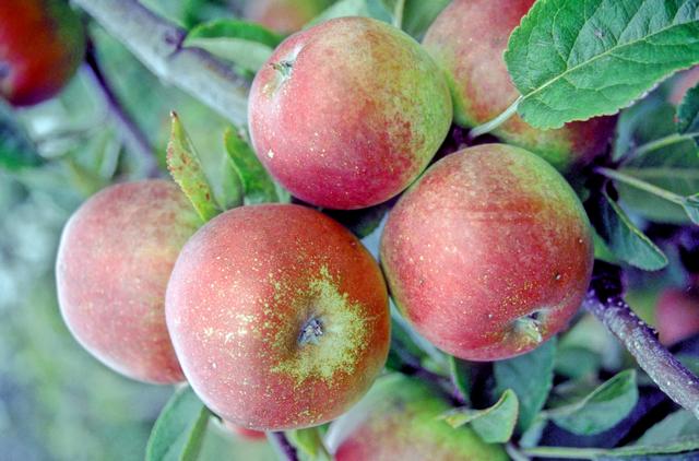 Apples on fruit tree